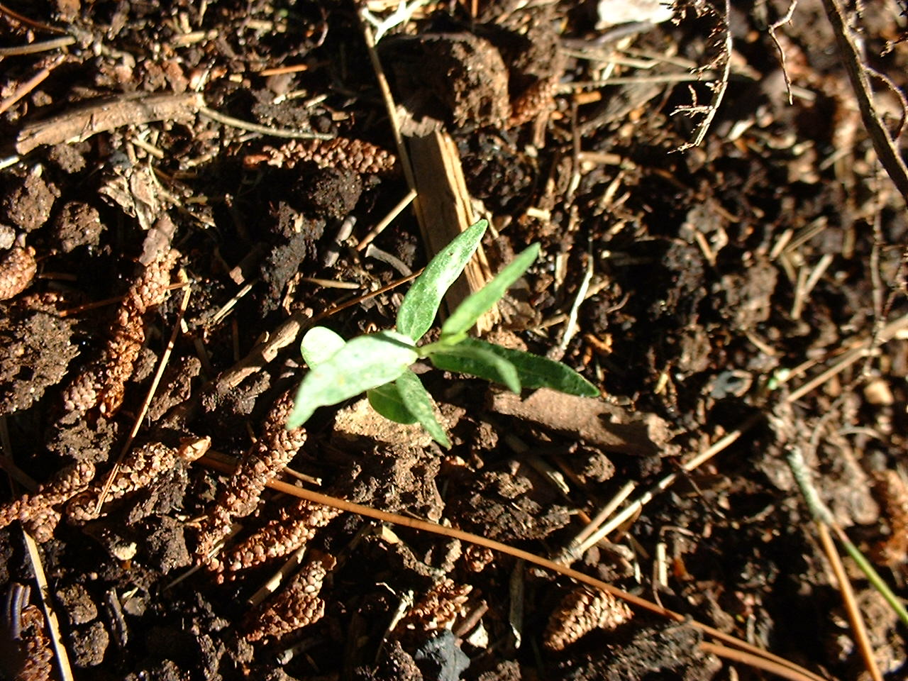 Asclepias asperula